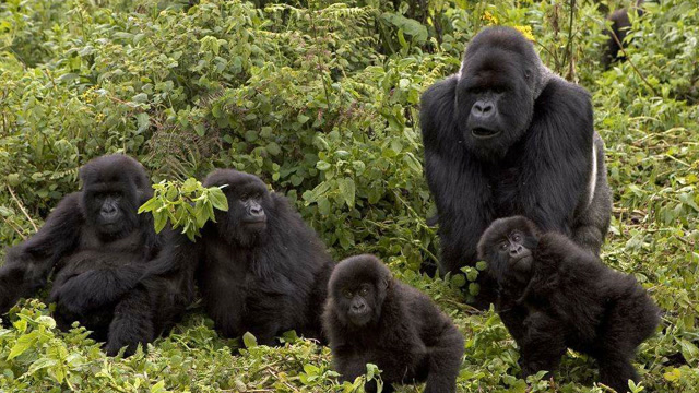 为避免渴死,一群猩猩在高温下走16公里去河边,才发现已经干涸