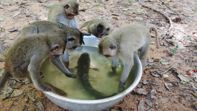 猴子围着水盆捞鱼,看了半天才敢下手,却没想到会发生这种事!