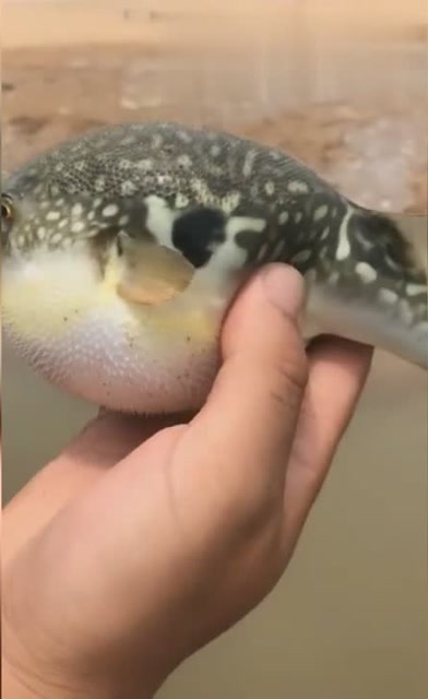 气炸的小河豚,简直太萌了!