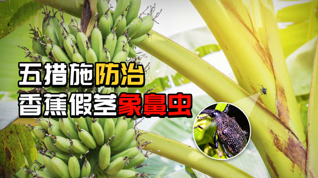 香蕉象鼻虫五招防治
