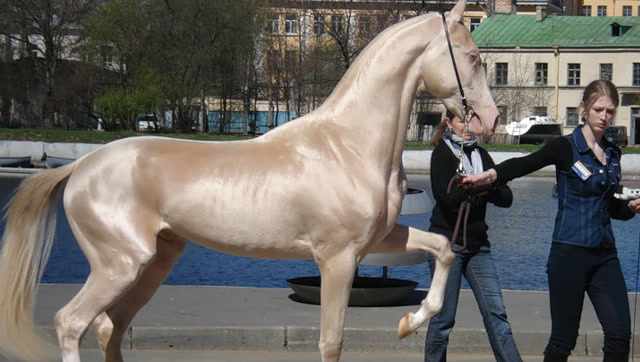 古代被称汗血宝马公认为世界最美的马全身梦幻毛色让人屏息