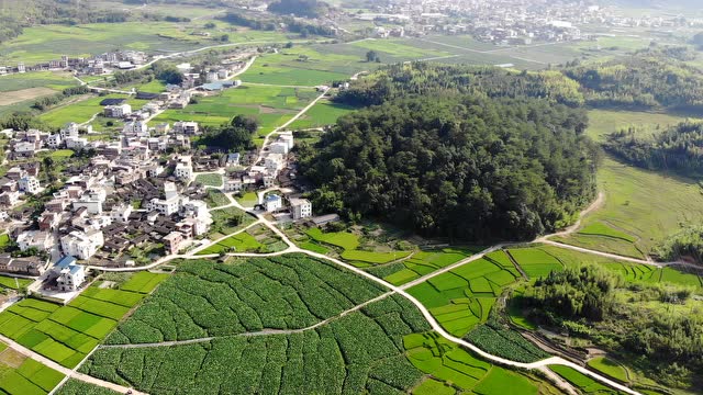 连城姑田地瓜地
