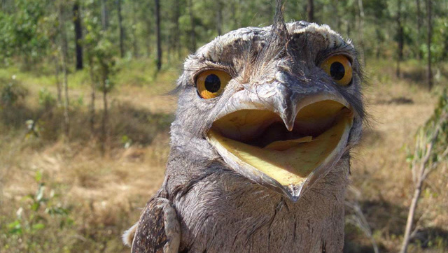 长着蛤蟆嘴的奇鸟,还会像臭鼬一样释放臭气!