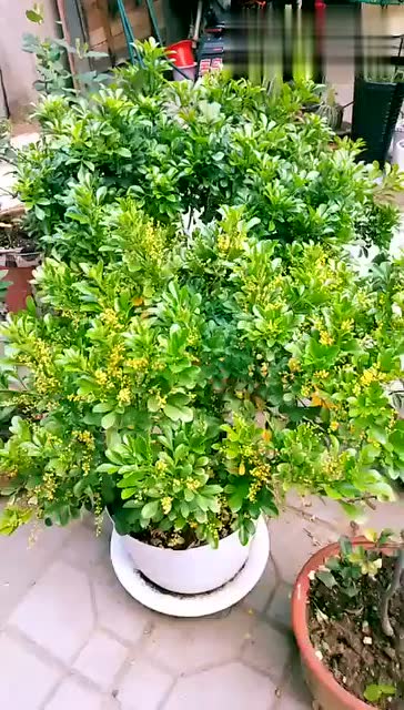 这米兰开的好漂亮,是盛花期,开花爆盆的秘诀在这里!