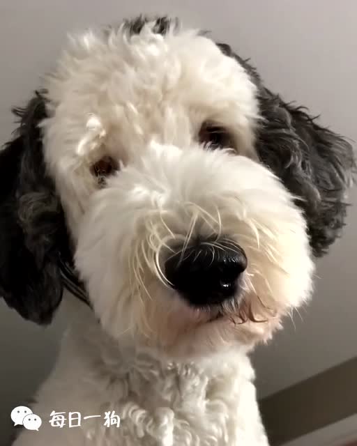 每天被真狗版史努比叫醒是什么体验?一般人无法想象的幸福!