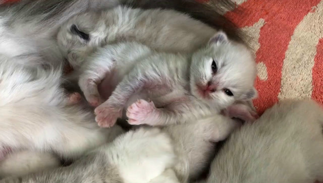 出生才10天的布偶猫宝宝,样子好呆萌