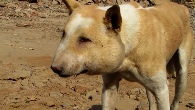 一只狗却长了一张猪脸,几名男子好奇走过去,没想到却发生这样的事