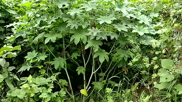 植物界的流星锤见过没,没见过的骚年赶紧看一下!