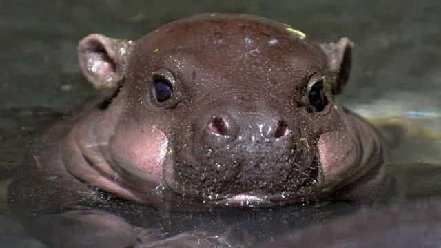 河马小时候原来这么可爱,比二哈还能闹腾,网友:好可爱呀