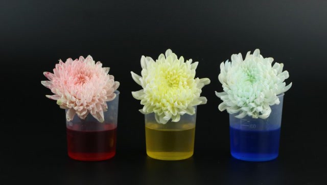 神奇的鲜花换装实验一起来给花朵染上颜色吧