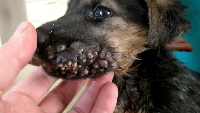 可怜小狗被无数寄生虫寄生,医生一个个给挤出来,看的头皮发麻
