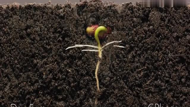 你知道植物是如何生根发芽的吗?25天记录种子发芽生长全过程