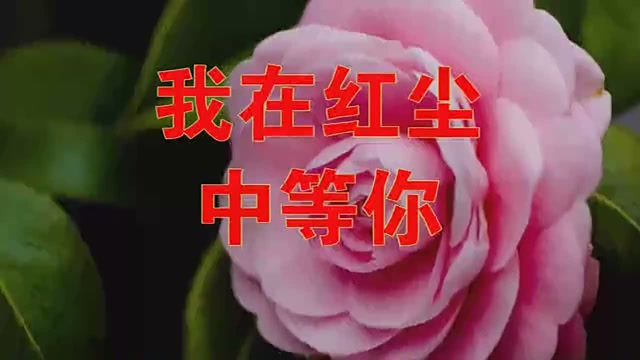 好歌分享!一首《我在红尘中等你》经典悦耳,声音很棒,推荐