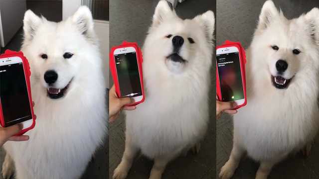 超萌测试!siri能听懂狗狗说的话吗