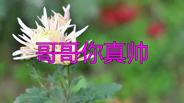 龙梅子的《哥哥你真帅》是一杯美酒,谁喝谁醉,好听哭了!