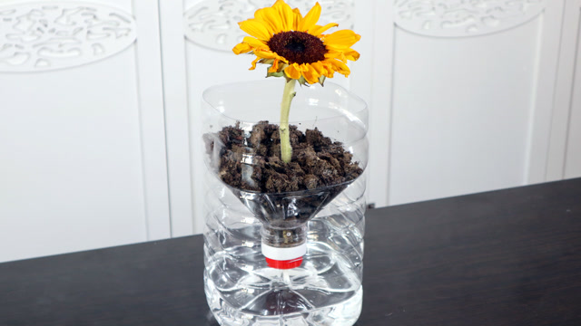 花盆不要花钱买,空油桶改造成自动浇水花盆,比买的还实用