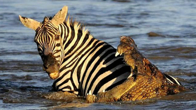 场面震撼!鳄鱼早早埋伏准备捕食斑马,一口咬断脖子撕碎吞食