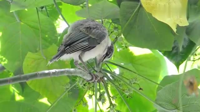 发现一只刚出窝的灰喜鹊,在枝头等鸟妈妈喂食