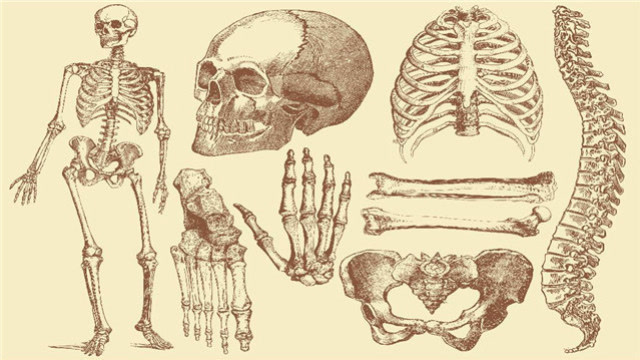 人体由206块骨头组成为什么我们却只有204块缺少的2块去哪了
