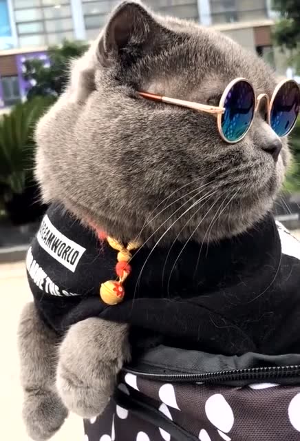 社会我猫哥,这个造型真的要笑了哈哈!