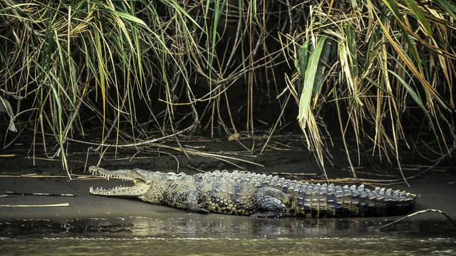 窄吻鳄又尖又长的嘴,牙齿像锯子一样锋利,猎物在它嘴里无法生还