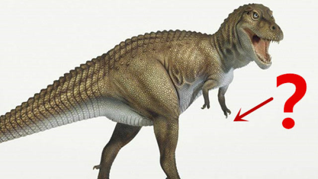 霸王龙的小短手到底能干什么?说出来你可能不信