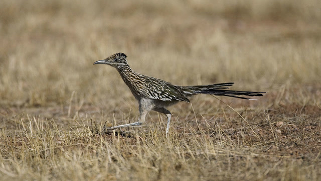 走鹃捕食剧毒响尾蛇 衔住蛇头反复往地上摔