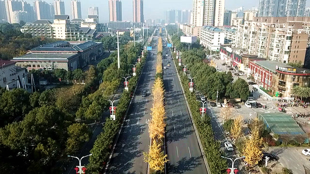 航拍衡阳高新区解放大道:中央绿化带银杏黄,高空俯瞰似金带