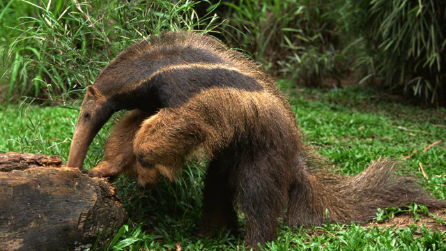 食蚁兽一次能吃一斤蚂蚁,一起来看看它是怎么做到的