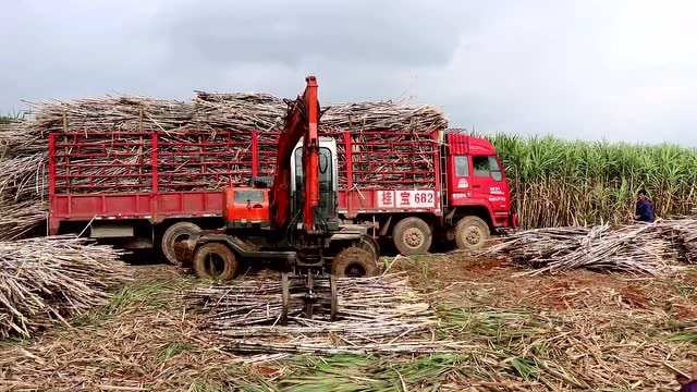 农村姑娘带你看甘蔗装车机是怎么装车的?一车25吨4个小时就装满