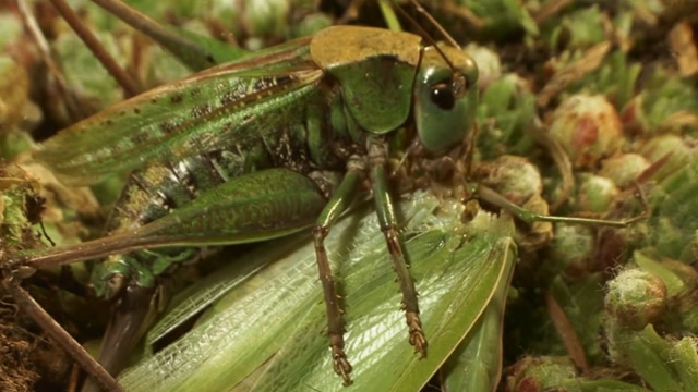 螳螂被体型相当的蝈蝈反杀,一定是假螳螂,说好的功夫呢?