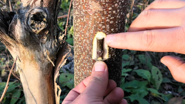 果树嫁接,接穗比较小,接口比较大时,形成层该如何对齐呢?