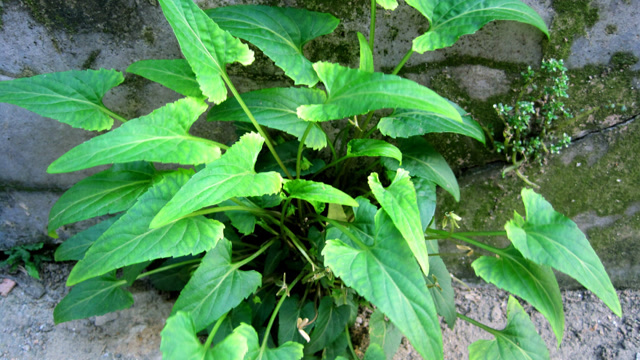 这种植物,人称"蛇头草",不仅价值珍贵,更是野外受伤的良药