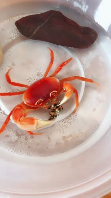 螃蟹吃东西的镜头,几十年难得一见,太有趣了!