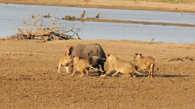 非洲狮子残忍活吃野牛,最后被一群野牛攻击爬上树了