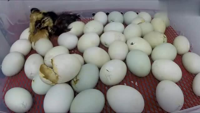 鸭蛋孵化发育图图片