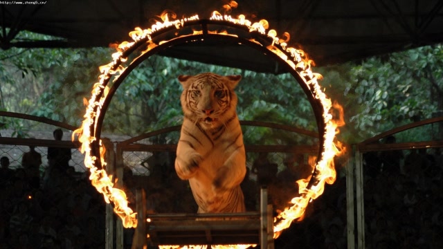 宝宝去马戏团看凶猛的老虎跳火圈,一只训练不成熟的老虎,太搞笑了