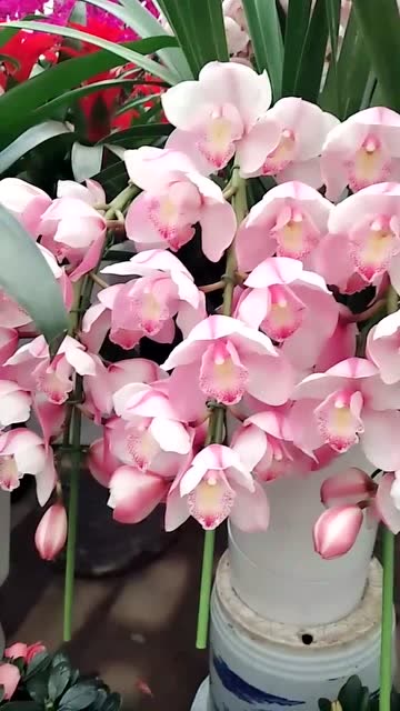 天兰花披着剑一般的绿叶向我们走来叶子里的花蕊散发着阵阵清香