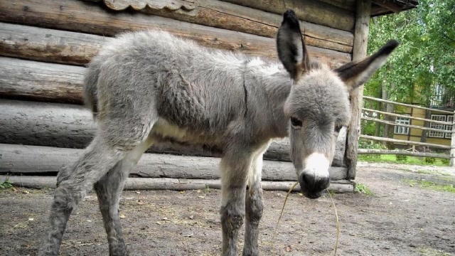 你见过像狗一样的驴吗?这位老外就养了一头,网友:智商堪比二哈