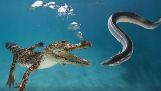 鳄鱼遇到电鳗,好戏开始了!