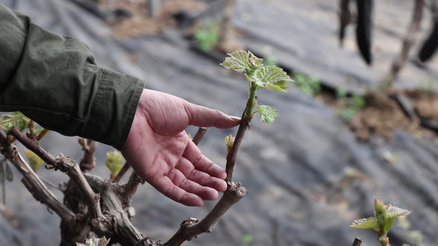 记住这五种情况抹芽其实很简单