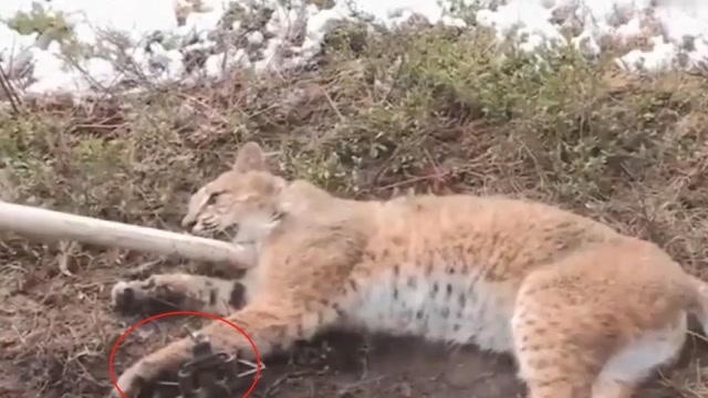 小伙好心救下猞猁,接下来的一幕让人意外,镜头恰好拍了下来