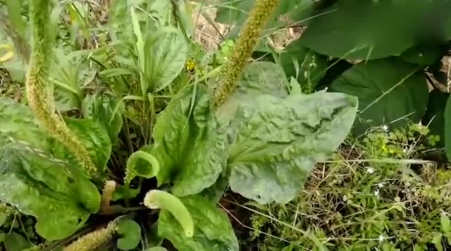 农村常见的治疗肾结石的中草药车前草,很大你见过更大的吗