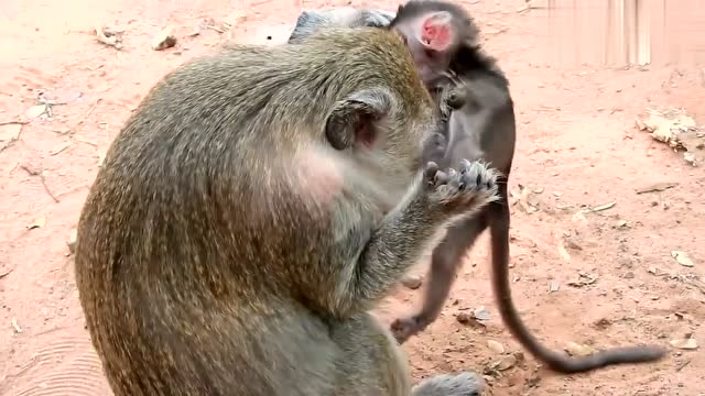 被"遗弃"的小猴子受尽了委屈,一直被欺负,太可怜了