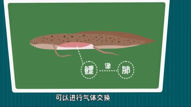 肺鱼真的有肺吗?