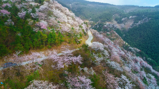 2019 隆回大东山樱花节