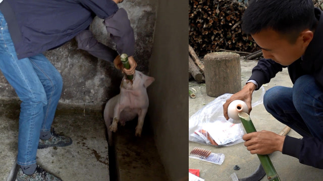 小伙给猪仔喂药,小猪四处乱窜,裹得满身猪屎味