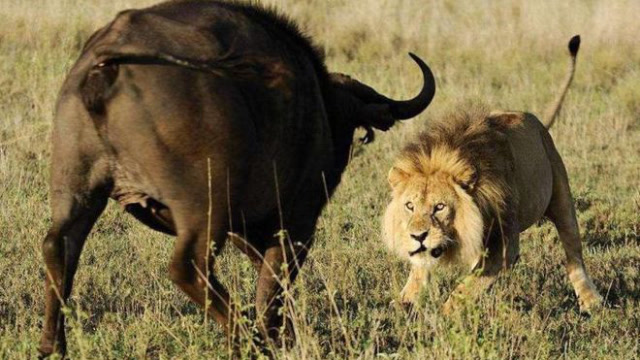 暴怒野牛单挑草原狮子王,告诉你什么叫做强悍,战斗很快结束!