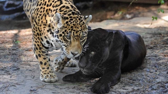 美洲豹遇上黑豹,两只残暴的猫科动物,谁才是豹中之王?