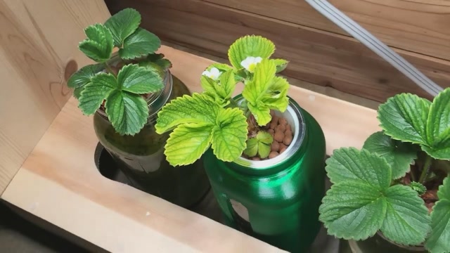 外国大叔自制水培箱,耗时56天,用无土栽培种出草莓